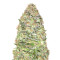 Auto New York City Diesel (Advanced Seeds) Cannabis-Samen