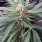 Cheese (Big Buddha Seeds) Cannabis-Samen