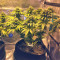 Bubble Bomb (Bomb Seeds) Cannabis-Samen