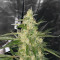 Bubble Bud (Blackskull Seeds) Cannabis-Samen