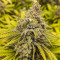 Critical Super Silver Haze (Delicious Seeds)