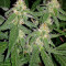 Durban Regular (CannaBioGen) Cannabis-Samen