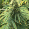 Gorilla Bomb (Bomb Seeds) Cannabis-Samen