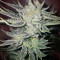 Gorilla x White Widow (Expert Seeds) Cannabis-Samen