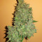 Hindu Kush (Sensi Seeds) Cannabis-Samen