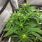 Kritikal Bilbo CBD (Genehtik Seeds) Cannabis-Samen