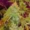 Orange Juice (Dinafem Seeds) Cannabis-Samen