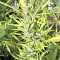 Panama Haze (Ace Seeds) Cannabis-Samen