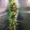 Pineapple Punch regular (Flying Dutchmen) Cannabis-Samen
