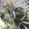 Purple Haze x Malawi (Ace Seeds) Cannabis-Samen