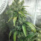 Super Skunk (Seedstockers) Cannabis-Samen