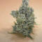 Tikal (Ace Seeds) Cannabis-Samen