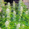 Black Herer Autoflower feminisierte Samen (EGS)