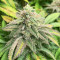 Bruce Banner # feminisierte Samen (AlphaFem Seeds)