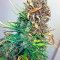 Exodus Cheese Auto (GHS) Cannabis-Samen
