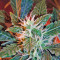 Jack Herer (GHS) Cannabis-Samen