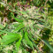 Jealousy Kush feminisierte Samen (Seedkeepers)