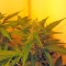 Northern Lights Auto (GHS) Cannabis-Samen