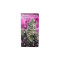 Buddha Quasar (Buddha Seeds) Cannabis-Samen