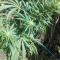 Glookies (Barney's Farm) Cannabis-Samen zu verkaufen