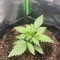 Tangie'matic Auto (Fast Buds) Cannabis-Samen zu verkaufen