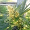 West Coast O.G. Auto (Fast Buds) Cannabis-Samen zu verkaufen