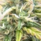 Gelato Auto Cannabis-Samen Kaufen