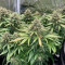 Monster Bruce Banner Auto (Monster Genetics) Cannabis-Samen zu verkaufen