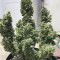 Original Auto AK Cannabis-Samen Kaufen