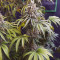 Bruce Banner #3 Cannabis-Samen Kaufen