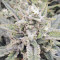 Forbidden Runtz Auto Cannabis-Samen Kaufen