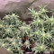 AK-49 Cannabis-Samen Kaufen