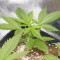 Blue Dream'matic Auto Cannabis-Samen Kaufen