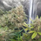 Z Auto Cannabis-Samen Kaufen