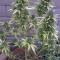 Fruit Punch Auto (Heavyweight Seeds) Cannabis-Samen zu verkaufen