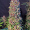 Kaufe Strawberry Pie Auto Samen feminisiert von Fast Buds