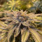 Kaufe Mimosa x Orange Punch Samen feminisiert von Barney's Farm