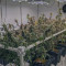 Chempie (Ripper Seeds) Cannabis-Samen