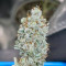 Cherry Pie (Female Seeds) Cannabis-Samen