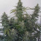 Auto Brooklyn Sunrise Cannabis-Samen Kaufen
