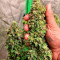 Amnesia Z Auto Cannabis-Samen Kaufen
