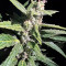 Kaufe Strawberry Cheesecake Auto Samen feminisiert von Barney's Farm
