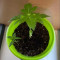 Kaufe Grandmommy Purple Samen feminisiert von Herbies Seeds