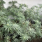 Kaufe Mimosa x Orange Punch Samen feminisiert von Barney's Farm