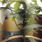 Mimosa EVO (Barney's Farm) Cannabis-Samen zu verkaufen