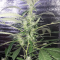 Critical Kush Cannabis-Samen Kaufen