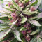 Purple Lemonade Auto Cannabis-Samen Kaufen