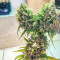 Arjan's Strawberry Haze (GHS) Cannabis-Samen