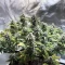 Banana Punch Samen feminisiert (Barney's Farm)