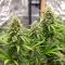 Blue Cheese (Expert Seeds) Cannabis-Samen